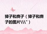 獐子和麂子（獐子和麂子的图片\