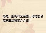 乌龟一般吃什么东西（乌龟怎么吃东西过程简介介绍）