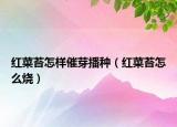 红菜苔怎样催芽播种（红菜苔怎么烧）