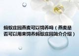 蚂蚁庄园燕麦可以饲养吗（燕麦是否可以用来饲养蚂蚁庄园简介介绍）