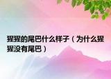 猩猩的尾巴什么样子（为什么猩猩没有尾巴）