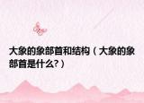 大象的象部首和结构（大象的象部首是什么?）