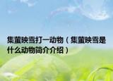 集萤映雪打一动物（集萤映雪是什么动物简介介绍）
