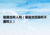 簸萁虫咬人吗（簸箕虫到底咬不要咬人）