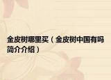 金皮树哪里买（金皮树中国有吗简介介绍）