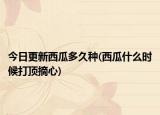 今日更新西瓜多久种(西瓜什么时候打顶摘心)
