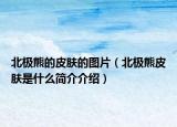 北极熊的皮肤的图片（北极熊皮肤是什么简介介绍）