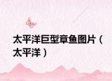 太平洋巨型章鱼图片（太平洋）