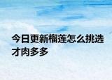 今日更新榴莲怎么挑选才肉多多