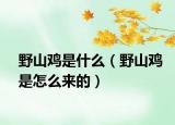 野山鸡是什么（野山鸡是怎么来的）