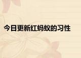 今日更新红蚂蚁的习性