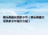 狮头鹅能长到多少斤（狮头鹅最大可养多少斤简介介绍）
