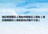 加拉帕格斯巨人蜈蚣和秘鲁巨人蜈蚣（加拉帕格斯巨人蜈蚣的特点简介介绍）