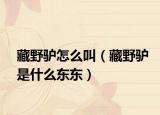 藏野驴怎么叫（藏野驴是什么东东）