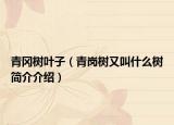 青冈树叶子（青岗树又叫什么树简介介绍）