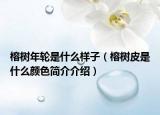 榕树年轮是什么样子（榕树皮是什么颜色简介介绍）