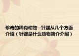 珍奇的稀有动物--针鼹从几个方面介绍（针鼹是什么动物简介介绍）