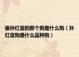 像孙红雷的那个狗是什么狗（孙红雷狗是什么品种狗）