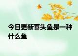今日更新喜头鱼是一种什么鱼