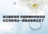 当日最新消息 北极熊被热得变色园方正常换毛过一阵就会恢复正常了