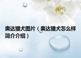 奥达猎犬图片（奥达猎犬怎么样简介介绍）