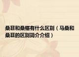桑葚和桑椹有什么区别（马桑和桑葚的区别简介介绍）