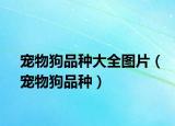 宠物狗品种大全图片（宠物狗品种）