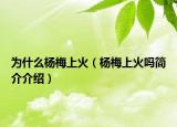 为什么杨梅上火（杨梅上火吗简介介绍）