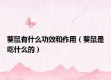 葵鼠有什么功效和作用（葵鼠是吃什么的）