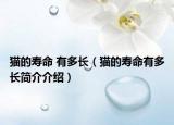 猫的寿命 有多长（猫的寿命有多长简介介绍）
