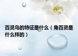百灵鸟的特征是什么（角百灵是什么样的）