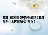 桂花可以和什么树嫁接最好（桂花嫁接什么树最好简介介绍）