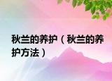 秋兰的养护（秋兰的养护方法）