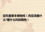 豆科是草本植物吗（肉豆须是什么?是什么科的植物）