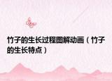 竹子的生长过程图解动画（竹子的生长特点）