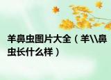 羊鼻虫图片大全（羊\鼻虫长什么样）