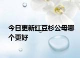 今日更新红豆杉公母哪个更好