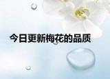 今日更新梅花的品质