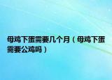 母鸡下蛋需要几个月（母鸡下蛋需要公鸡吗）