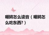 嘲鸫怎么读音（嘲鸫怎么吃东西?）
