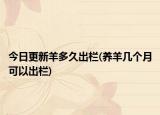今日更新羊多久出栏(养羊几个月可以出栏)