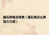 南石种龟怎样养（南石龟怎么养简介介绍）
