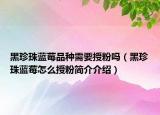 黑珍珠蓝莓品种需要授粉吗（黑珍珠蓝莓怎么授粉简介介绍）