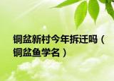 铜盆新村今年拆迁吗（铜盆鱼学名）