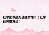 红掌的养殖方法红掌烂叶（红掌的养殖方法）