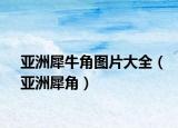 亚洲犀牛角图片大全（亚洲犀角）