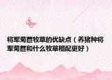 将军菊苣牧草的优缺点（养猪种将军菊苣和什么牧草相配更好）