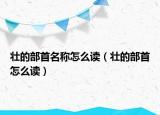 壮的部首名称怎么读（壮的部首怎么读）