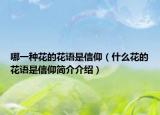 哪一种花的花语是信仰（什么花的花语是信仰简介介绍）