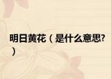 明日黄花（是什么意思?）